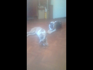 Резвятся с палками