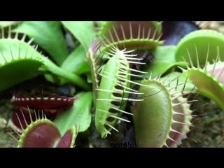 Carnivorous plants hd dvd video trailer