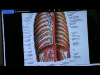 4 модуль, семинар 6(висцеральная сфера)день 2, ч 2