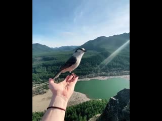 This bird landing on this persons hand over looking a beautiful ledge as a perfect beam of sunshine shines perfectly on the bird