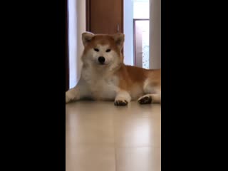 Com/shibasandakitas instagram com/akira hime akitainu