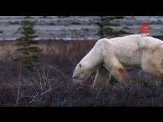 Городок полярных медведей 1 й сезон 2 я серия из 12 ти новый проводник / polar bear town (2015)