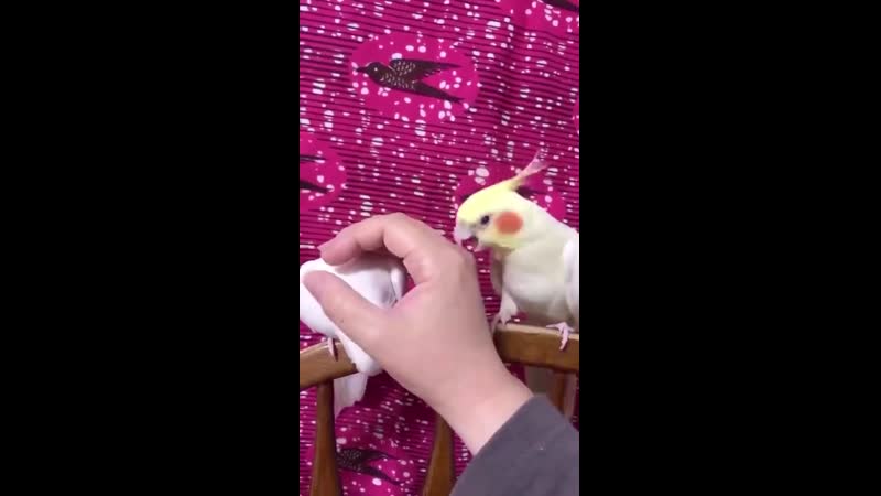 Попугаи (vhs video)