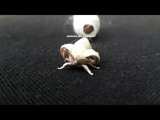 [around my camera] super excited cute cocoon hatching adventure you have ever seen | silkworm cocoon | silk bug