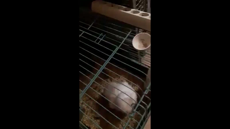 Курятник в квартире!