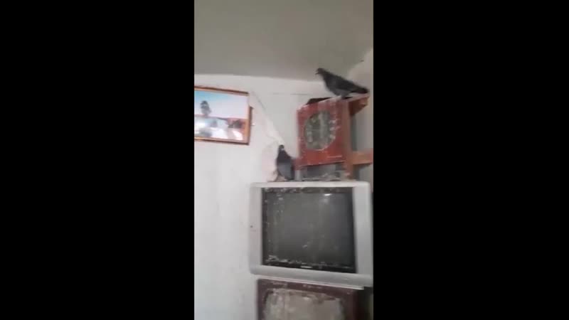 Домашняя голубятня (vhs video)