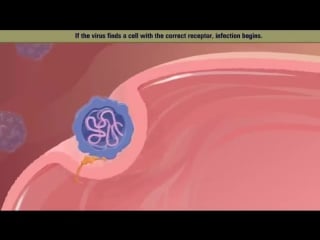 Polio virus life cycle [hd animation]