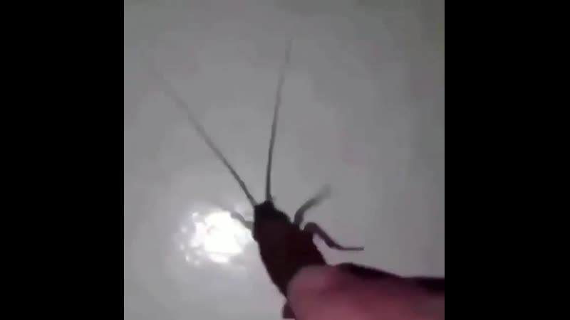 Game amogus