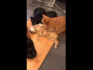 Harvesting organs after a clean hit