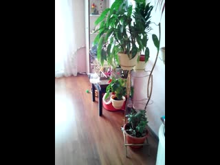 Vid 20190627 123402 mp4