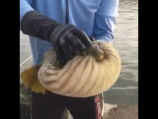 Ocean vibes 20200203 103616 0