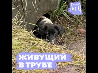 Щенок живет в водосточной трубе и прячется от людей