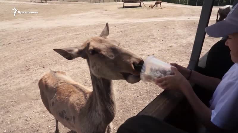 Императорские олени и антилопы нильгау кто живет в экопарке под старым крымом