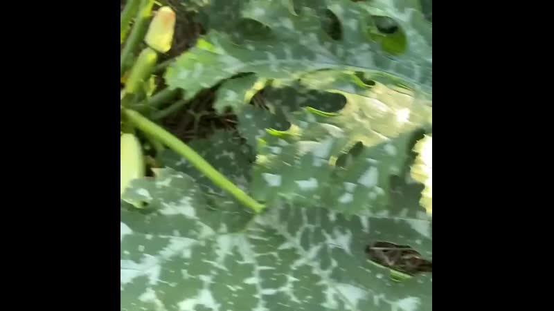 Поэтому porn video – 🥒вот поэтому у меня кабачков немеряно🥒