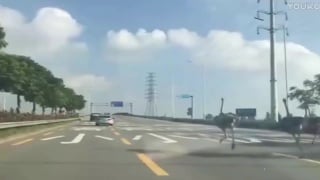 Ostrich escape causes disruption on chinese motorway