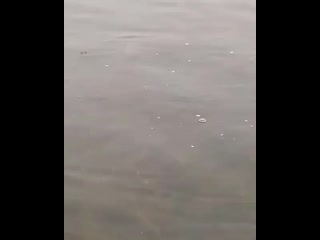 Огромная щука