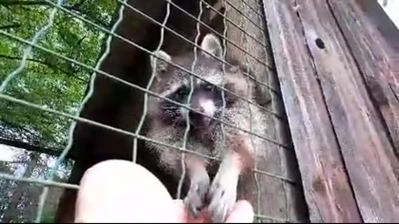 Whеn i visitеd a wildlifе park yеstеrday sоmеоnе was hungry