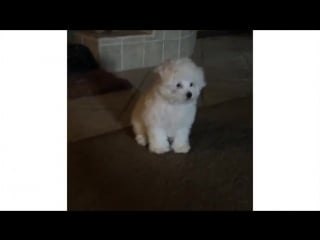 Lionheart demi lovato (snippet)
