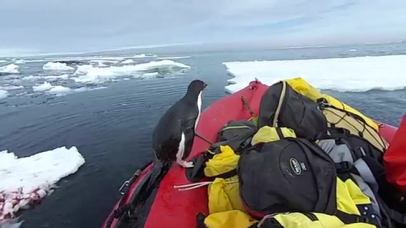 Привет, двуногие! как делишки