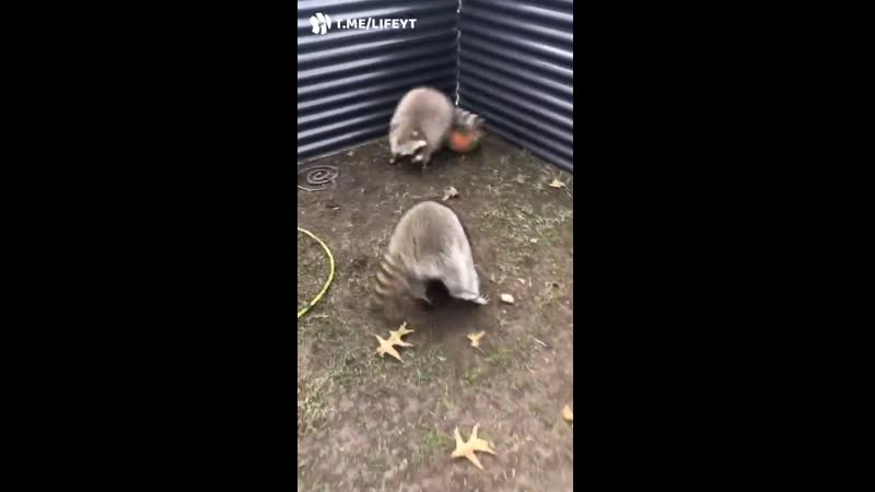 Еноты раз на раз