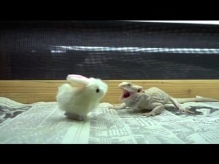 Страшна,вырубай