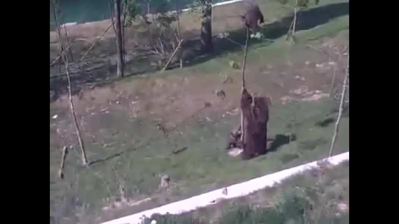 Медведица спасает медвежат