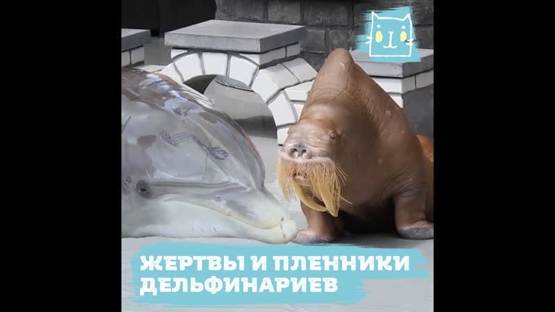 Дельфинарий, океанариум – тюрьмы для смертников