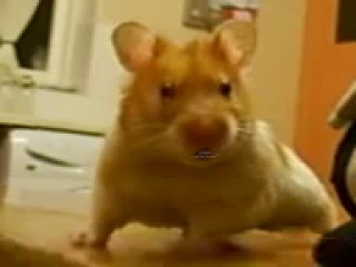 Harry the hamster happy birthday video (swearing) flv