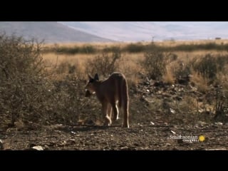 Incredible a caracal slaps down a bird in flight