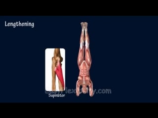 Sls how to forearm stand pincha mayurasana yoga gymnasticsmuscle anatomy easyflexibi