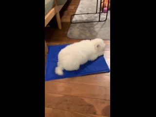 Пёсик обожает свой охлаждающий коврик