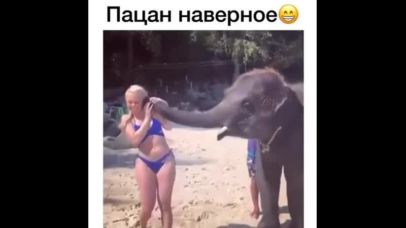 Похотливый слоненок