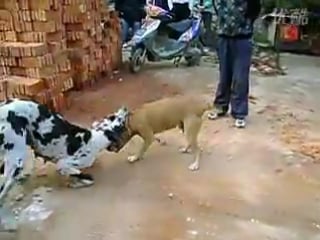 Щенки аргентинского дога 1 месяц. Алабай против аргентинского дога. Собачьи бои кане корсо. Бои догов видео. Собачьи бои канарский дог.