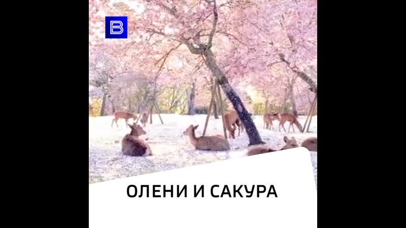 Олени и сакура