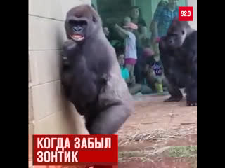 Гориллы и дождь