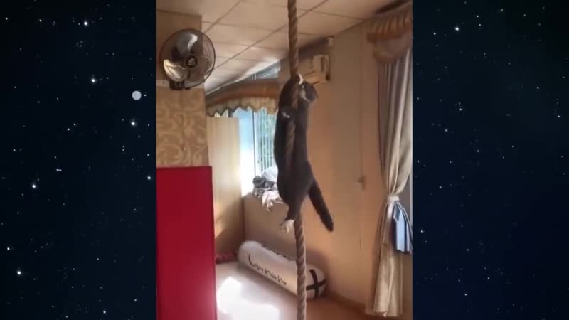 Кот которому позавидуют атлеты