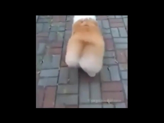 Corgi birthday twerk