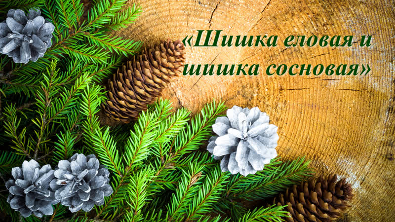 Умелые пальчики "шишка еловая, шишка сосновая"