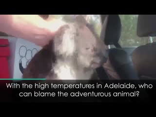 Cute koala climbs into air conditioned car and refuses to leave