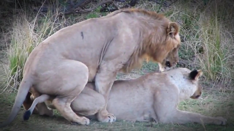 Лев, молодые мудак секс 40 раз в день, многоженство, драки, тунеядство все как у зверей