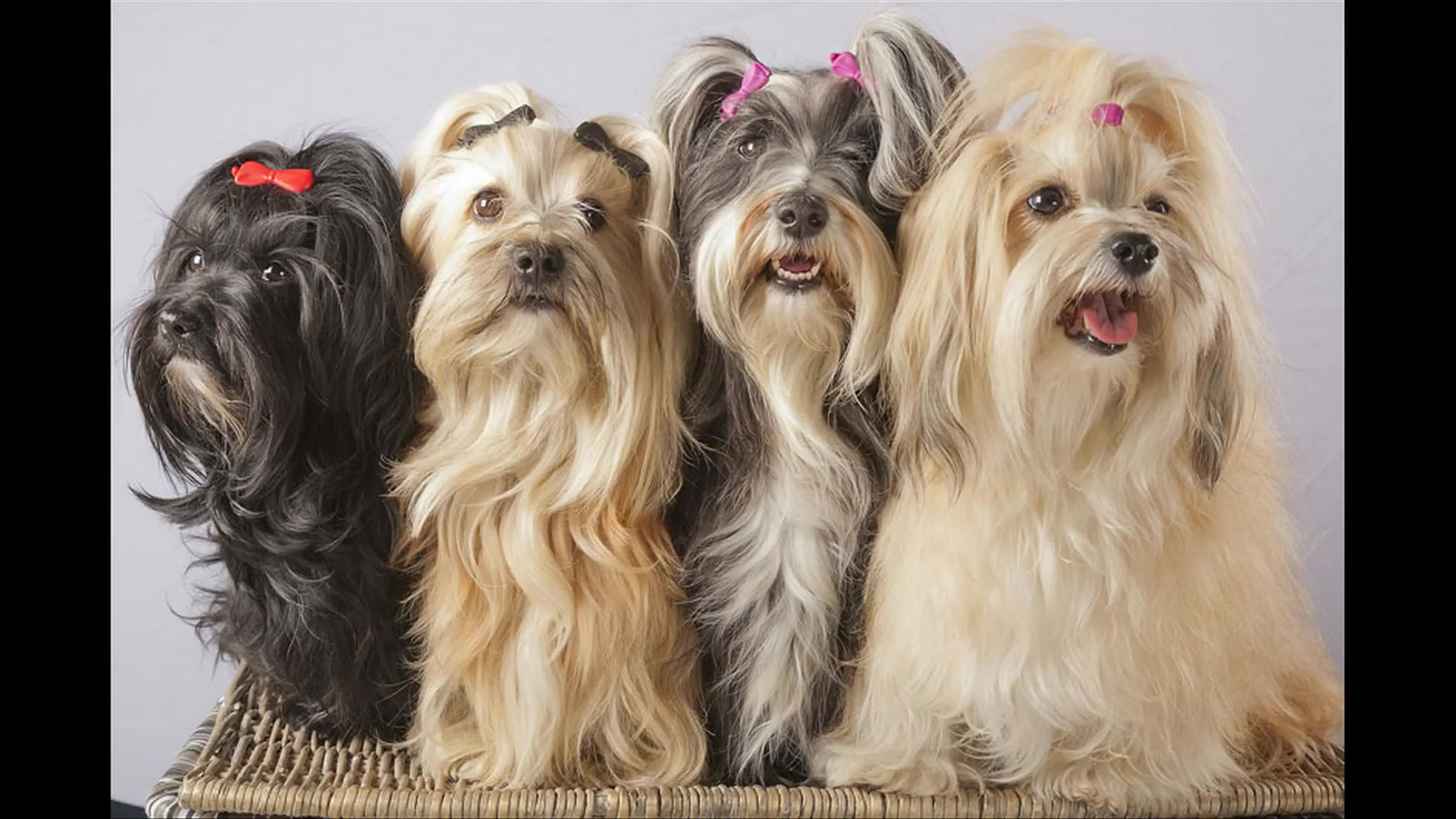 A child happily playing with a canine unaware of the sexual desires