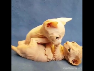 Котята сфинкса играют друг с другом cat sphynx playing too much )