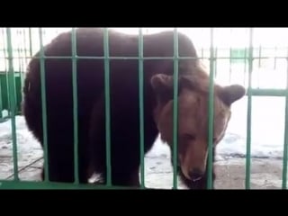 Медведица маша проснулась!