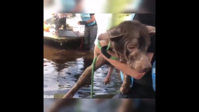 В северной каролине волонтёры спасают молодые, которых хозяева бросили во время урагана флоренс ну как можно бросить друга