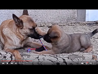 Малинуа (бельгийская овчарка) и ее щенок malinois and the puppy одесса