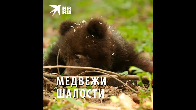 Медведица машенька