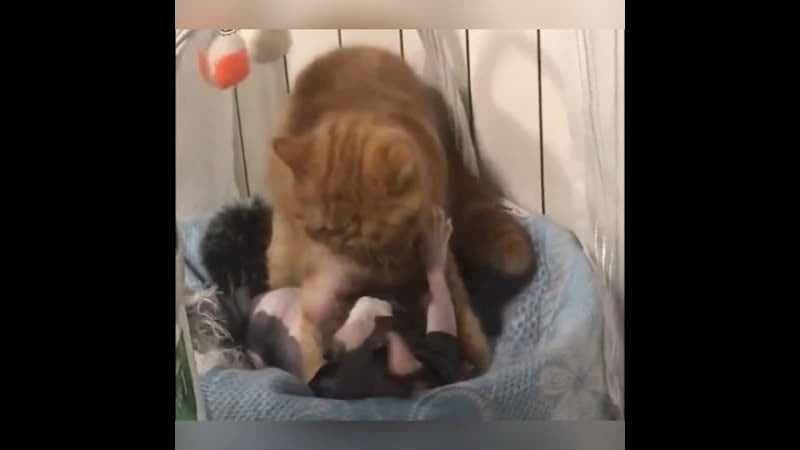 Пьяная женщина – беда🤣