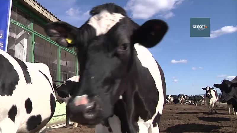 Як жыве ферма, якую зганьбіў лукашэнка
