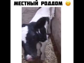 Роддом 😁