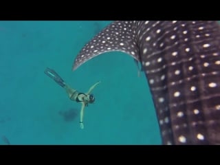 Потрясающе! gopro awards ocean ramsey and a whale shark